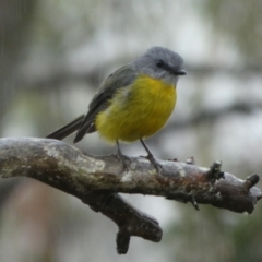 Eopsaltria australis at Boro, NSW - suppressed