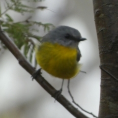 Eopsaltria australis at Boro, NSW - suppressed