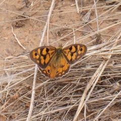 Heteronympha penelope (Shouldered Brown) at Dryandra St Woodland - 20 Mar 2023 by ConBoekel