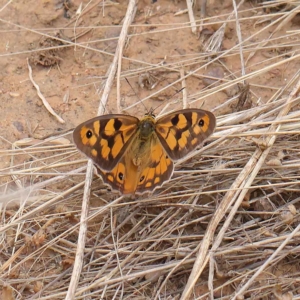 Heteronympha penelope at O'Connor, ACT - 20 Mar 2023