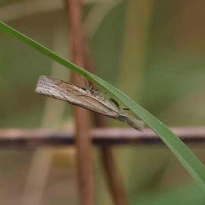 Culladia cuneiferellus (Crambinae moth) at Dryandra St Woodland - 19 Mar 2023 by ConBoekel