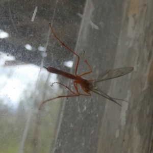 Netelia sp. (genus) at Boro, NSW - 21 Mar 2023