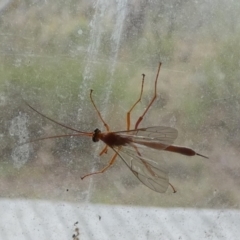 Netelia sp. (genus) at Boro, NSW - 21 Mar 2023