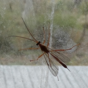 Netelia sp. (genus) at Boro, NSW - 21 Mar 2023