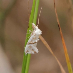 Heliocosma argyroleuca (A tortrix or leafroller moth) at Dryandra St Woodland - 19 Mar 2023 by ConBoekel