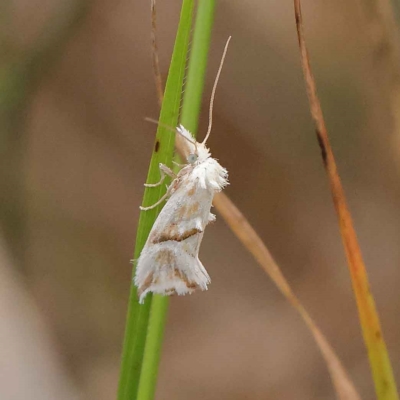 Heliocosma argyroleuca (A tortrix or leafroller moth) at O'Connor, ACT - 19 Mar 2023 by ConBoekel