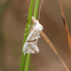 Heliocosma argyroleuca at O'Connor, ACT - 20 Mar 2023 09:02 AM