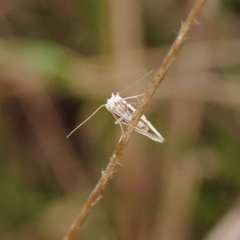 Heliocosma argyroleuca at O'Connor, ACT - 20 Mar 2023 09:02 AM