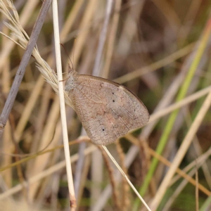 Heteronympha merope at O'Connor, ACT - 20 Mar 2023
