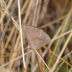 Heteronympha merope (Common Brown Butterfly) at Dryandra St Woodland - 19 Mar 2023 by ConBoekel