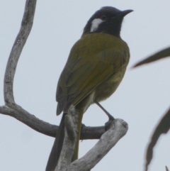 Nesoptilotis leucotis (White-eared Honeyeater) at Boro, NSW - 22 Mar 2023 by Paul4K