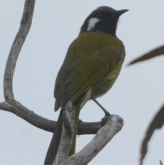 Nesoptilotis leucotis (White-eared Honeyeater) at QPRC LGA - 21 Mar 2023 by Paul4K