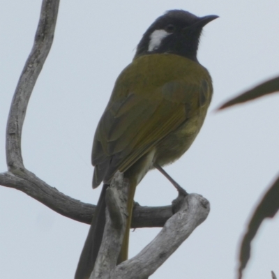 Nesoptilotis leucotis (White-eared Honeyeater) at QPRC LGA - 21 Mar 2023 by Paul4K