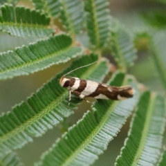 Macrobathra desmotoma ( A Cosmet moth) at Dryandra St Woodland - 19 Mar 2023 by ConBoekel