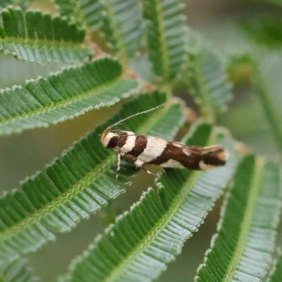 Macrobathra desmotoma ( A Cosmet moth) at O'Connor, ACT - 19 Mar 2023 by ConBoekel