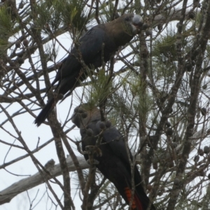 Calyptorhynchus lathami lathami at Boro, NSW - suppressed