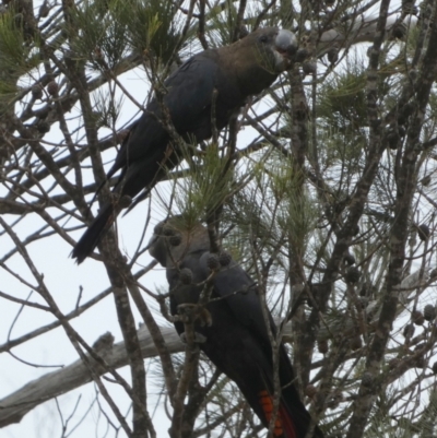 Calyptorhynchus lathami lathami (Glossy Black-Cockatoo) at Boro, NSW - 21 Mar 2023 by Paul4K