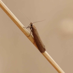 Lecithoceridae (family) (Tropical Longhorned Moths) at Dryandra St Woodland - 20 Mar 2023 by ConBoekel