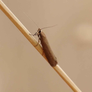 Lecithoceridae (family) at O'Connor, ACT - 20 Mar 2023