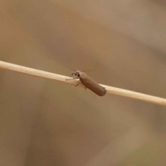 Lecithoceridae (family) at O'Connor, ACT - 20 Mar 2023