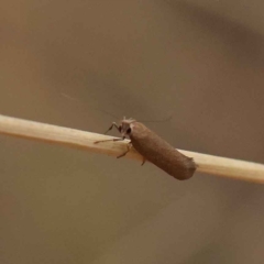 Lecithoceridae (family) at O'Connor, ACT - 20 Mar 2023