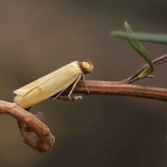 Phauloplana illuta (Wingia Group) at O'Connor, ACT - 20 Mar 2023 by ConBoekel