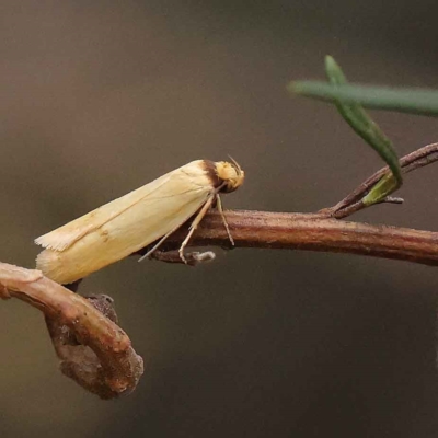 Phauloplana illuta (A concealer moth) at Dryandra St Woodland - 19 Mar 2023 by ConBoekel