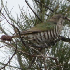 Chrysococcyx lucidus (Shining Bronze-Cuckoo) at Boro, NSW - 22 Mar 2023 by Paul4K