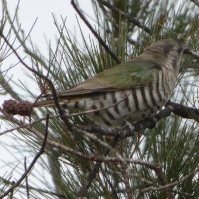 Chrysococcyx lucidus (Shining Bronze-Cuckoo) at QPRC LGA - 21 Mar 2023 by Paul4K