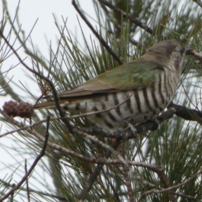 Chrysococcyx lucidus (Shining Bronze-Cuckoo) at Boro, NSW - 21 Mar 2023 by Paul4K