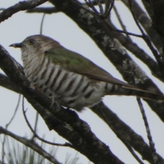 Chrysococcyx lucidus at Boro, NSW - suppressed