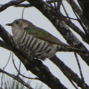 Chrysococcyx lucidus at Boro, NSW - suppressed