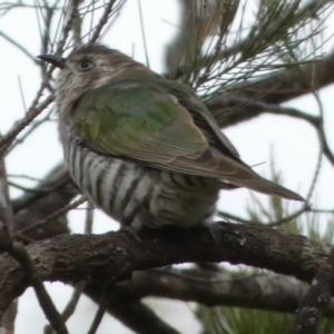 Chrysococcyx lucidus at Boro, NSW - suppressed