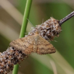 Scopula rubraria (Reddish Wave, Plantain Moth) at O'Connor, ACT - 19 Mar 2023 by ConBoekel