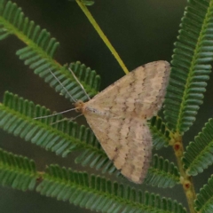 Scopula rubraria (Reddish Wave, Plantain Moth) at Dryandra St Woodland - 19 Mar 2023 by ConBoekel