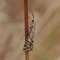 Utetheisa pulchelloides (Heliotrope Moth) at Dryandra St Woodland - 19 Mar 2023 by ConBoekel