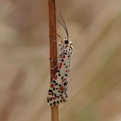 Utetheisa pulchelloides (Heliotrope Moth) at Dryandra St Woodland - 20 Mar 2023 by ConBoekel