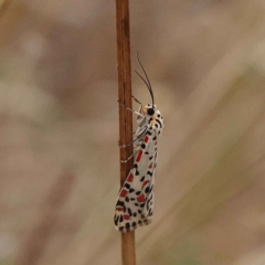 Utetheisa pulchelloides at O'Connor, ACT - 20 Mar 2023 08:51 AM