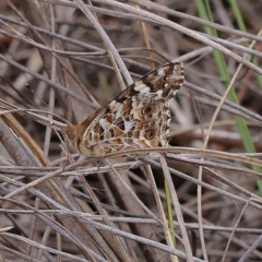 Vanessa kershawi (Australian Painted Lady) at Dryandra St Woodland - 20 Mar 2023 by ConBoekel