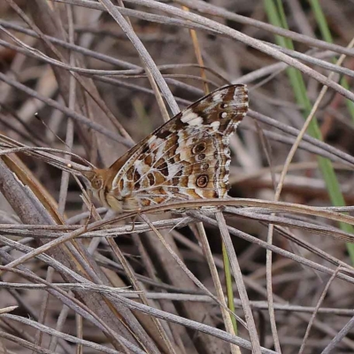 Vanessa kershawi (Australian Painted Lady) at Dryandra St Woodland - 19 Mar 2023 by ConBoekel