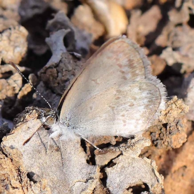 Zizina otis (Common Grass-Blue) at O'Connor, ACT - 17 Mar 2023 by ConBoekel