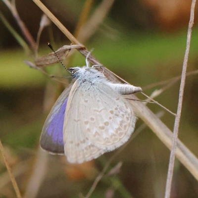 Zizina otis (Common Grass-Blue) at O'Connor, ACT - 19 Mar 2023 by ConBoekel