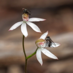 Tachinidae (family) (Unidentified Bristle fly) at Black Mountain - 24 Oct 2022 by Kenton