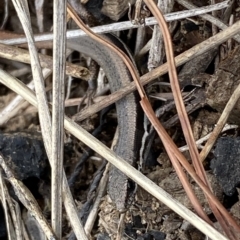 Morethia boulengeri (Boulenger's Skink) at Molonglo Valley, ACT - 22 Mar 2023 by Steve_Bok