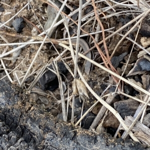 Morethia boulengeri at Molonglo Valley, ACT - 22 Mar 2023