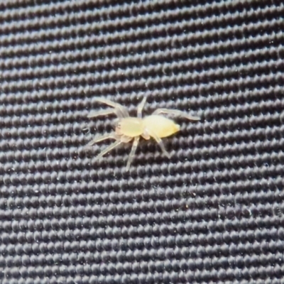 Clubionidae (family) (Sac Spider) at Bonython, ACT - 22 Mar 2023 by RodDeb