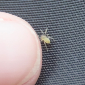 Clubionidae (family) at Bonython, ACT - 22 Mar 2023