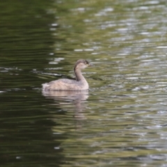 Tachybaptus novaehollandiae (Australasian Grebe) at Bonython, ACT - 22 Mar 2023 by RodDeb