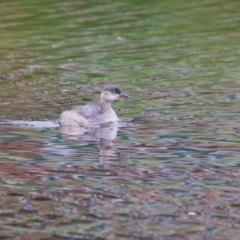 Tachybaptus novaehollandiae at Bonython, ACT - 22 Mar 2023