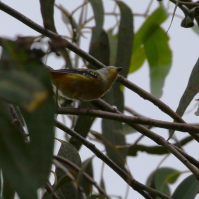 Pardalotus punctatus (Spotted Pardalote) at Bonython, ACT - 22 Mar 2023 by RodDeb